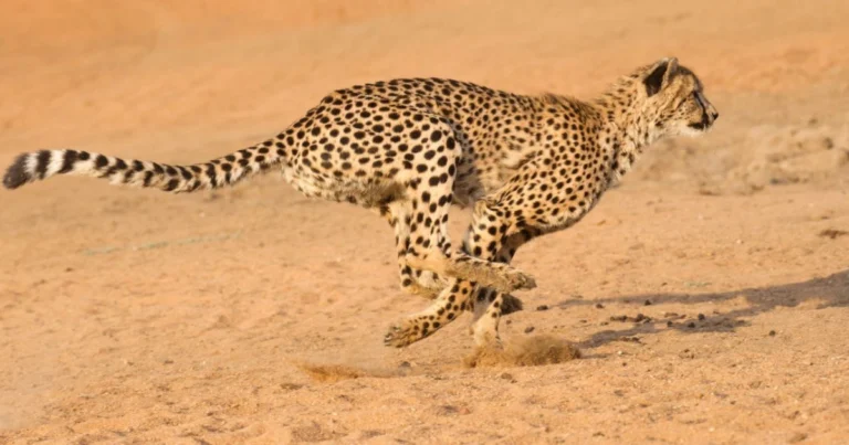 Gli animali più veloci della natura: record, adattamenti e strategie di sopravvivenza