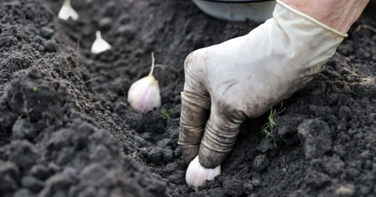Dalla piantagione alla raccolta: come si sviluppa davvero l’aglio