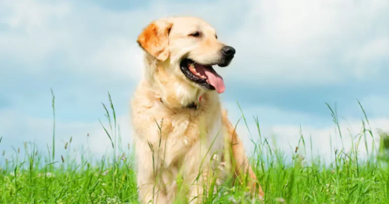 La vita di un cane: un amore che dura per sempre