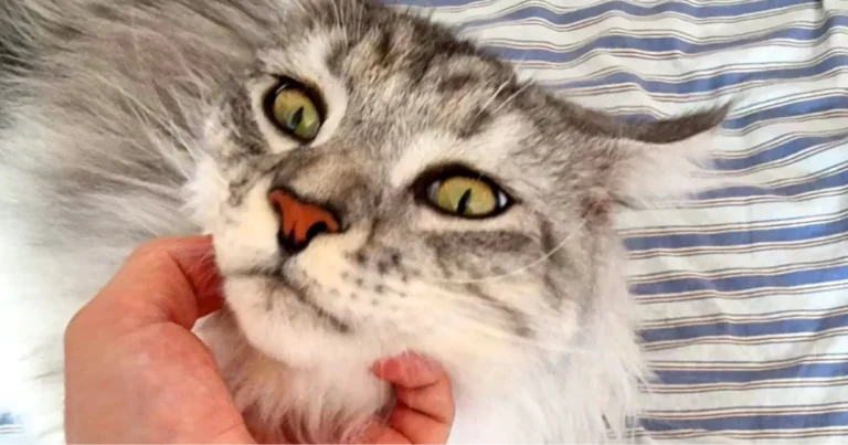 Il potere curativo dei gatti: benefici reali per corpo e mente