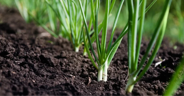 Gennaio: il momento ideale per preparare il giardino in anticipo