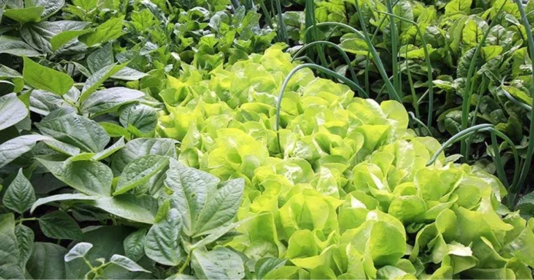 Associazioni di piante che proteggono naturalmente l’orto