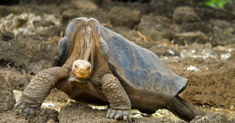 La longevità nel mondo animale: quanto vivono davvero gli animali e perché