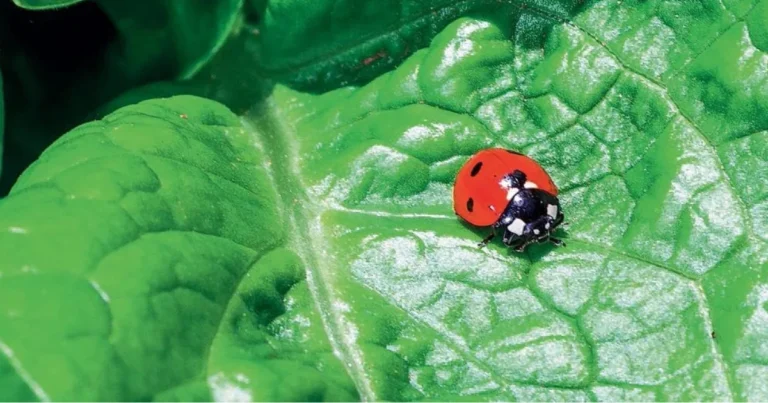 Gli insetti nocivi delle piante: riconoscerli e proteggere il verde in modo efficace