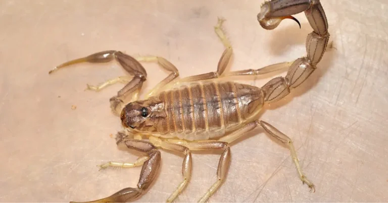 I sei scorpioni più mortali al mondo: dove vivono e perché sono così pericolosi