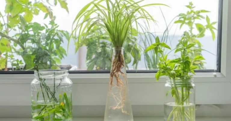 Piante che crescono in acqua: guida completa per coltivare senza terra in modo semplice e decorativo