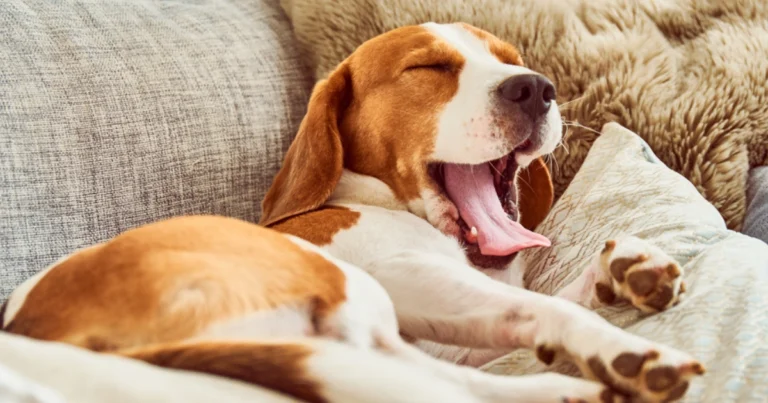 Il tuo cane ti ama quando lo dimostra con piccoli gesti quotidiani