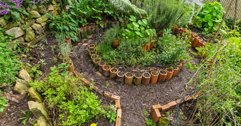 Associazione permaculturale del melo: come creare un ecosistema sano e produttivo