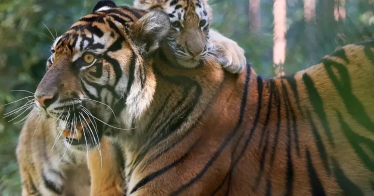 I grandi felini: predatori straordinari e custodi degli ecosistemi