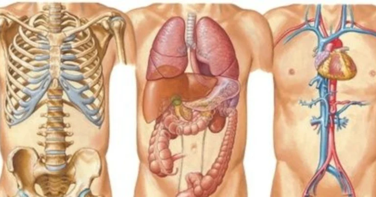 Il corpo umano: una macchina biologica di straordinaria complessità
