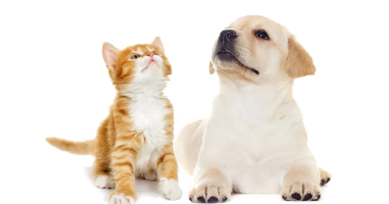 Cane o gatto: quale animale domestico scegliere in base al tuo stile di vita