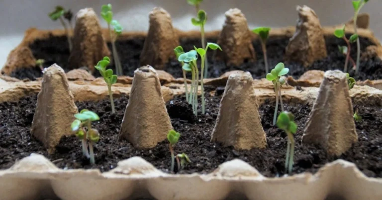 Metodo della scatola per uova per piantare i bulbi