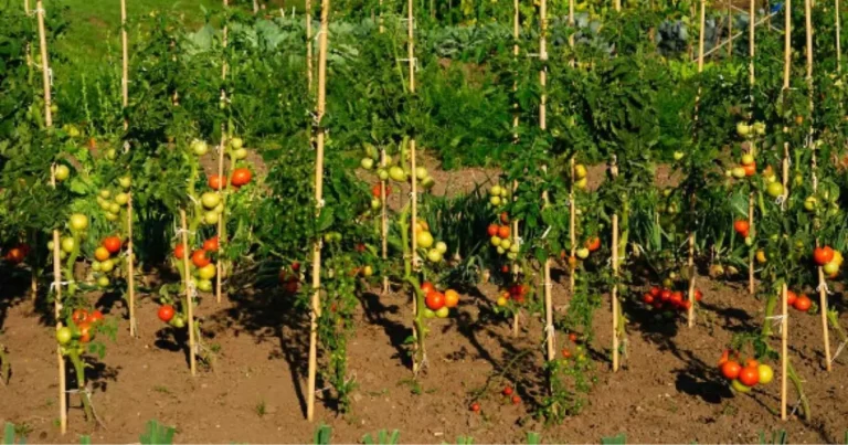 Altezza ideale dell’orto rialzato: come scegliere per favorire la crescita degli ortaggi