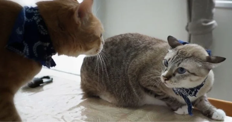 La scala sociale dei gatti: come funziona davvero la gerarchia felina