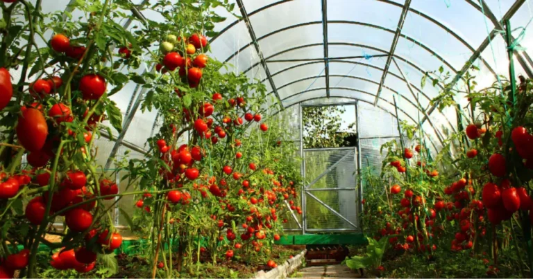 Coltivare sotto la superficie: il potenziale delle serre interrate