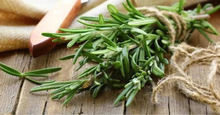 Consigli tradizionali a base di rosmarino: usi, benefici e rituali quotidiani