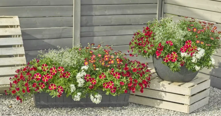 Associazioni di piante per fioriere: guida pratica per composizioni armoniose e durature