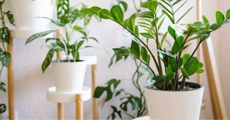 Piante adatte a ogni stanza della casa: guida completa per scegliere le specie giuste
