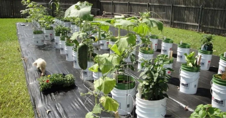 Alimenti facili da coltivare in secchio tutto l’anno: guida completa per l’orto in contenitore