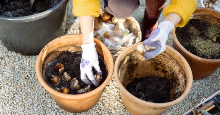 La tecnica di piantagione a lasagna per i bulbi primaverili