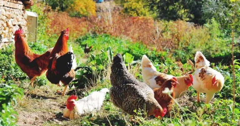 Le migliori erbe per le galline: come migliorare la salute del tuo pollame con erbe naturali