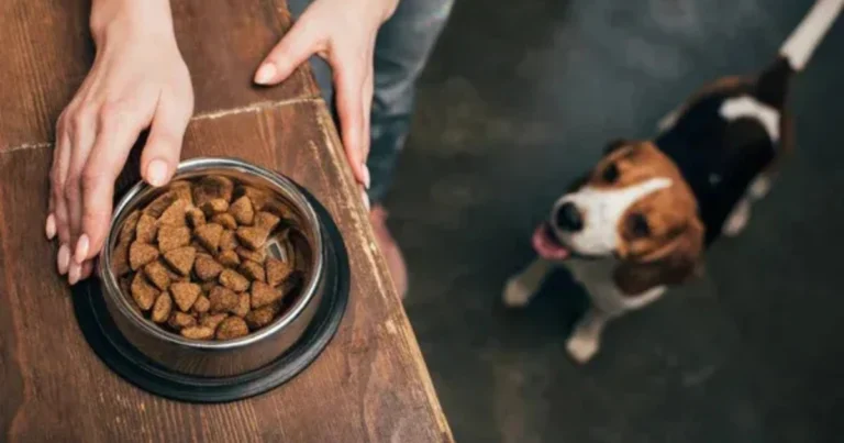 L’importanza della Nutrizione per il Cane: Guida alla Salute e al Benessere del Tuo Fido