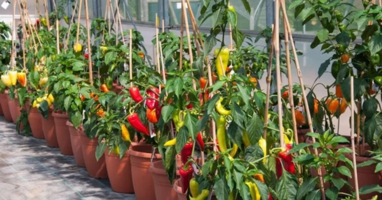 Quanto sono piccanti queste varietà di peperoni?