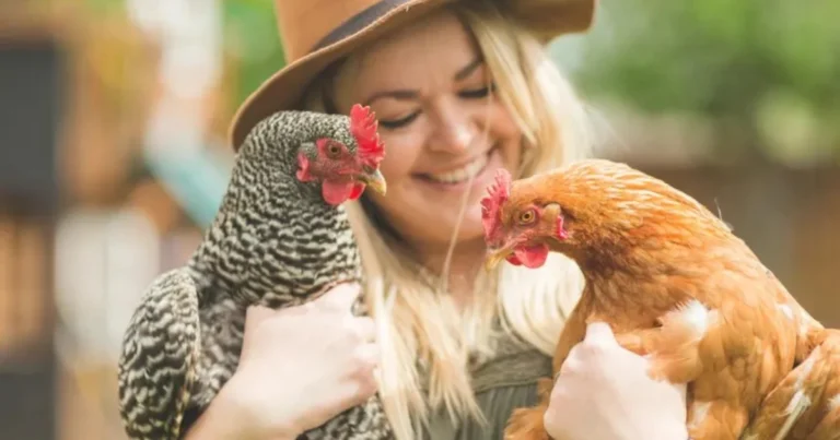 20 Curiosità sulle Galline