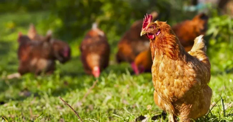 Infortuni ai piedi nelle galline: metodi pratici per favorire la guarigione