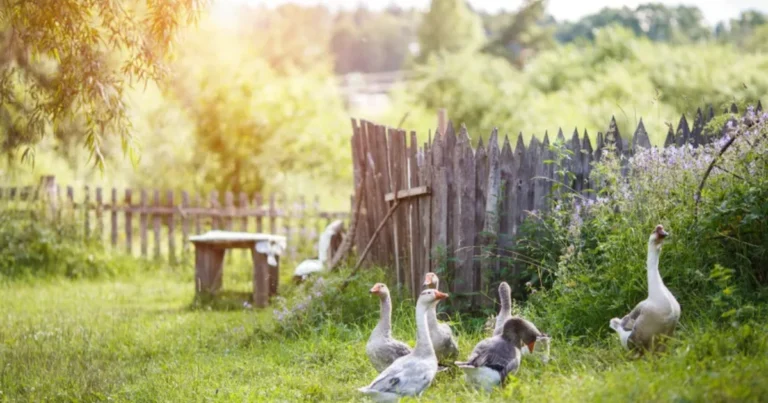 Allevare oche per principianti: guida completa pratica e aggiornata