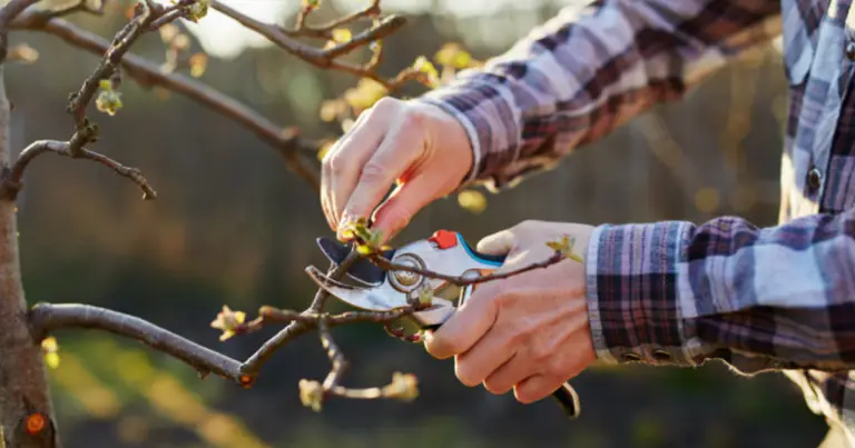 Potare in inverno per un giardino sano: guida pratica alle piante che ne traggono beneficio