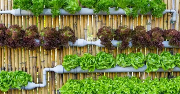 Coltivazione verticale in vaso: come sfruttare l’altezza per aumentare il raccolto