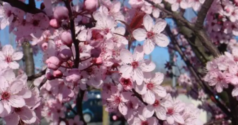 Fioritura forzata in casa: come anticipare la primavera con rami fioriti