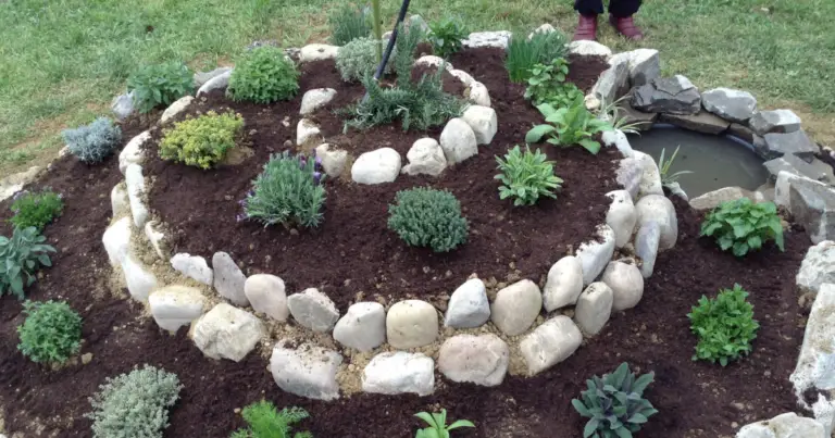 Spirale di erbe aromatiche: come progettare e coltivare un giardino compatto, produttivo e sostenibile