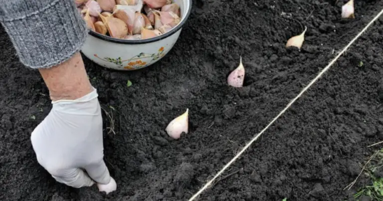 Cosa seminare a febbraio: guida completa per iniziare l’orto nel modo giusto