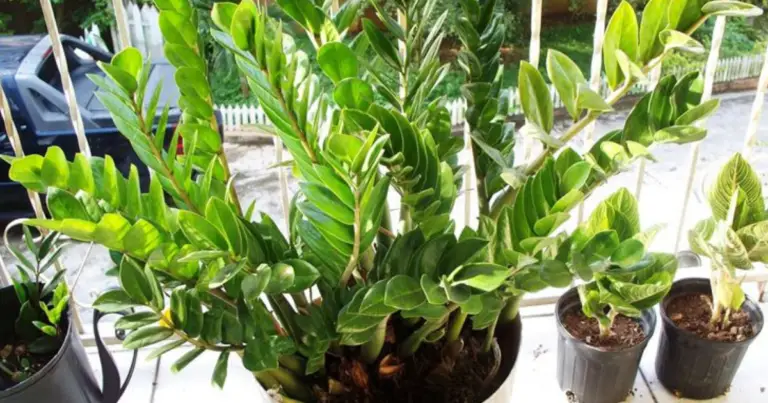 Zamioculca: la pianta da interno resistente, elegante e a bassa manutenzione