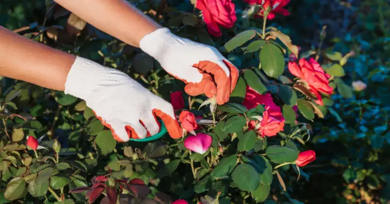 Potatura della rosa: guida completa per tagli corretti e piante sane