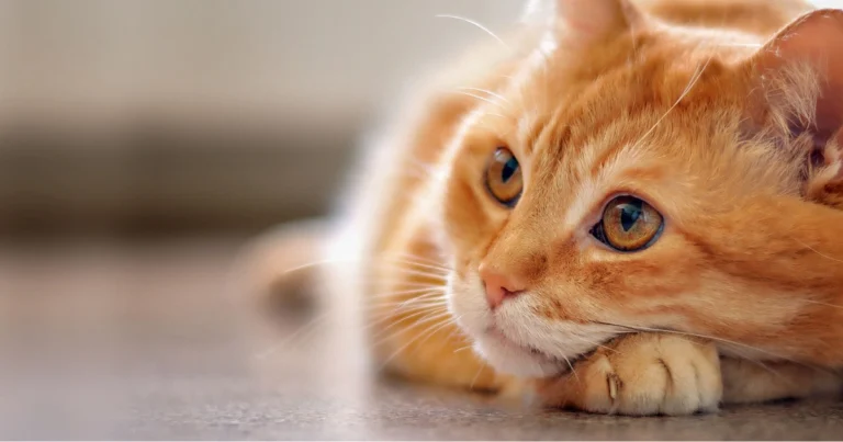 Segni di malattia nel gatto anziano: come riconoscerli in tempo