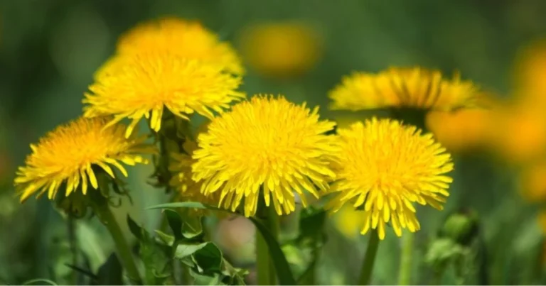 Il tarassaco: la pianta che diventa sole, luna e stelle