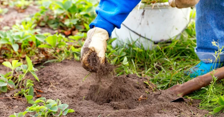 Cosa seminare a febbraio per iniziare al meglio il tuo orto