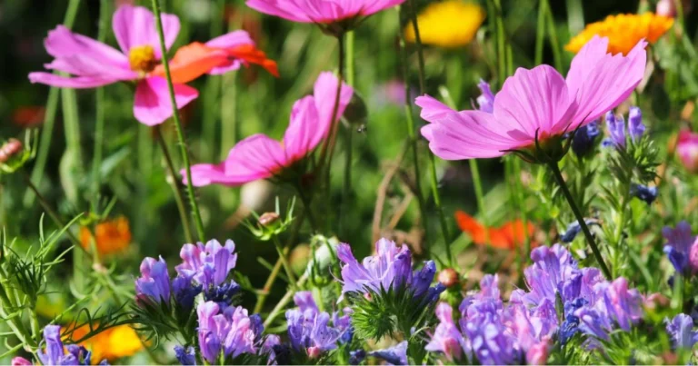 11 Fiori Auto-Seementi per un Giardino Sempre Fiorito