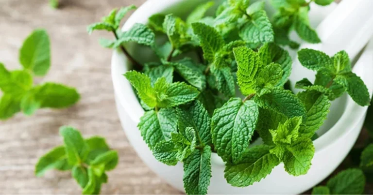 Menta piperita in vaso: guida completa per mantenerla verde tutto l’anno