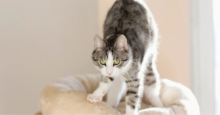 Perché il gatto impasta: significato, origini e cosa comunica davvero