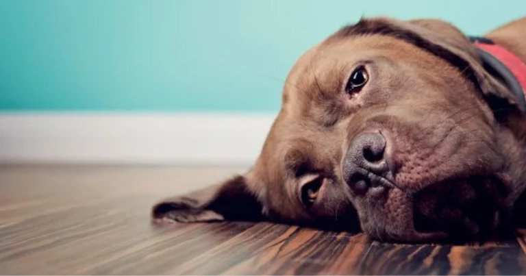 Il lutto negli animali: come e perché molte specie vivono la perdita