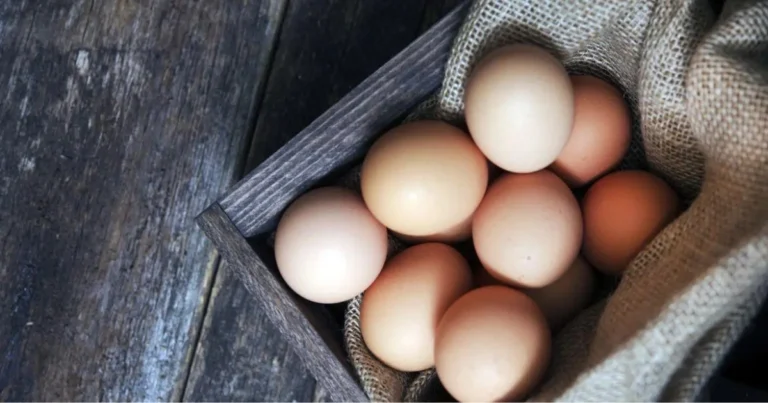 Come conservare correttamente le uova: guida completa per sicurezza e freschezza