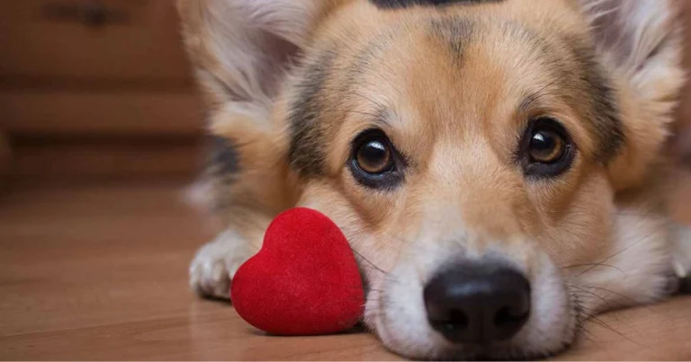 L’amore incondizionato di un cane