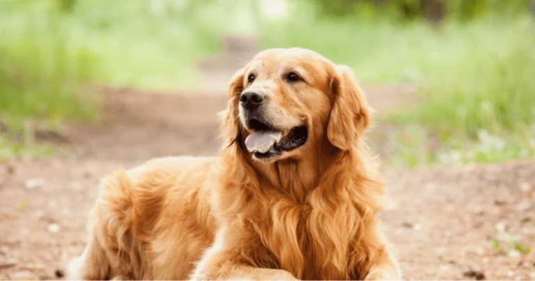 L’età del tuo cane: come calcolare le sue “anni umani”