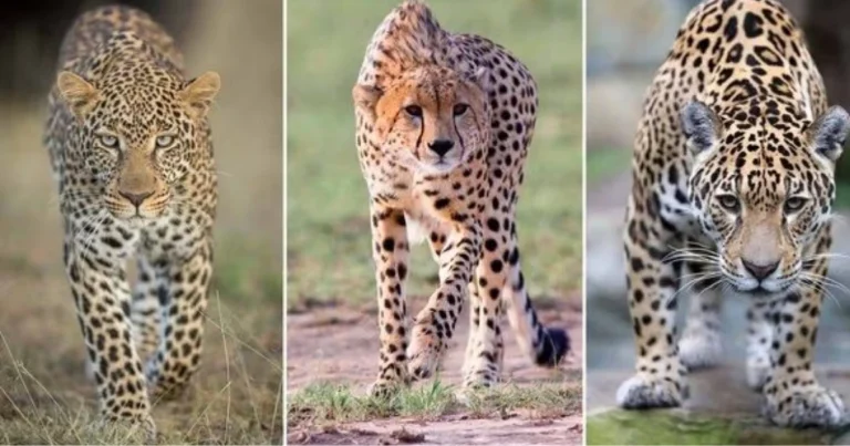 Confronto tra i Grandi Felini: Giaguaro, Leopardo e Ghepardo