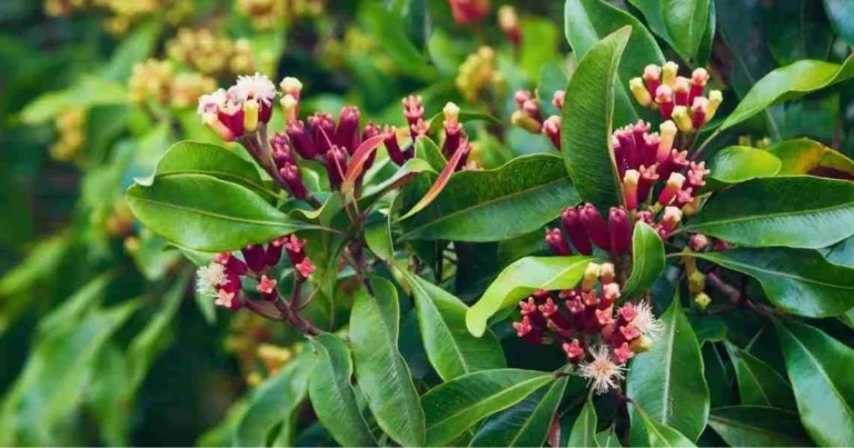 Guida al Coltivare il Chiodo di Garofano Passo per Passo