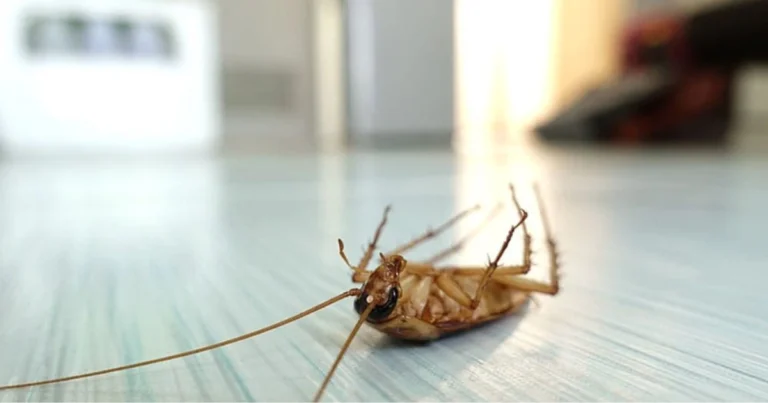 Repellente naturale contro pulci, formiche e scarafaggi: guida completa per una casa protetta in modo efficace